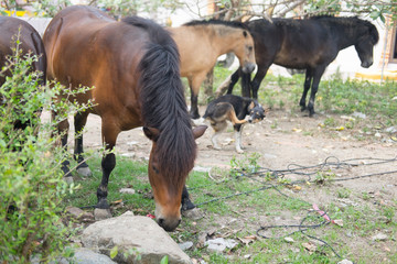 Naklejka premium Thai horse eating grass on ranch farm field