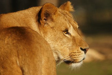 Portrait of a dreamy lioness