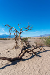 Dead trees in Mesquite Flat Sand Dunes at Death Valley National park in USA Nevada