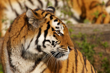 Fototapeta na wymiar Portrait of a Siberian tiger