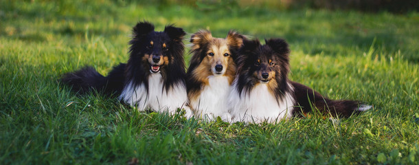  Tree Shetland Sheepdogs Laying In Grass Together 
