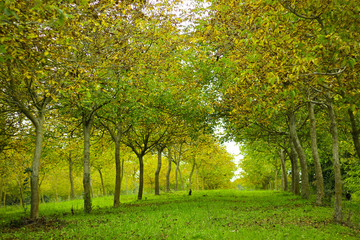 Fototapeta premium sunny green tree-lined road in spring