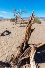 Dead trees in Mesquite Flat Sand Dunes at Death Valley National park in USA Nevada