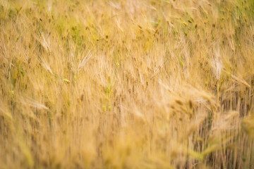 Growing Wheat In Nature