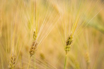 Growing Wheat In Nature