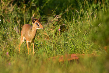 Kirk's Dik-dik - Madoqua kirkii, small cute antelope from bush of East Africa, Tsavo National Park, Kenya.