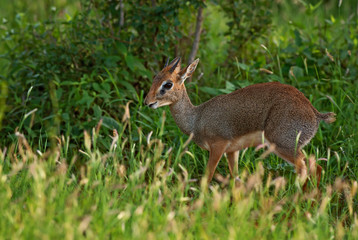 Kirk's Dik-dik - Madoqua kirkii, small cute antelope from bush of East Africa, Tsavo National Park, Kenya.