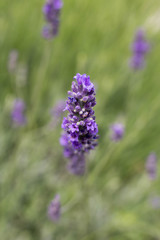 Purple Lavander Close Up