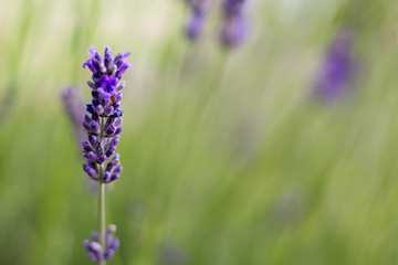 Growing Purple Lavander 