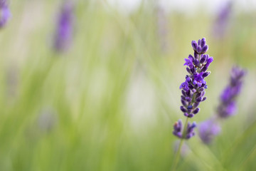 Growing Purple Lavander 