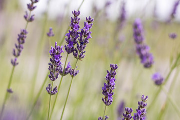 Obraz premium Growing Purple Lavander 