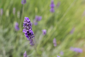 Growing Purple Lavander 