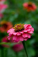 Obraz premium Pink Flower In Nature