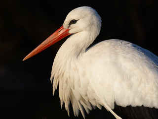 Portrait of a stork with a dark background
