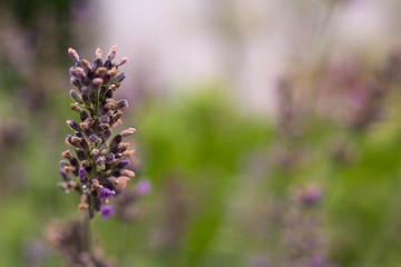 Growing Lavander