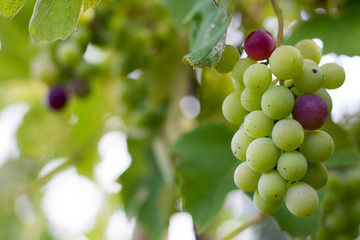 Growing Grapes On A Branch