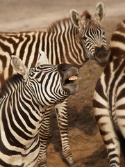 Fototapeta na wymiar Three Zebras close together