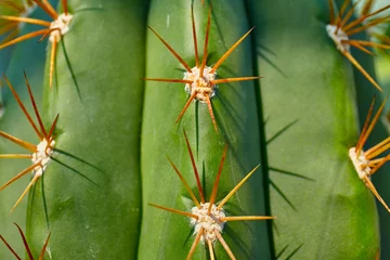 Keuken spatwand met foto cactus © Владимир Соколов