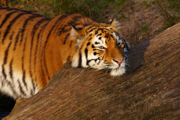 Close-up portrait of a Syberian Tiger