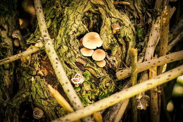 mushrooms on the bark of a tree in the forest