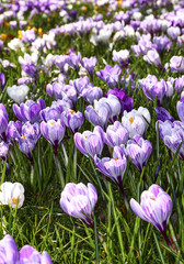 Close up of spring crocuses blooming in a park