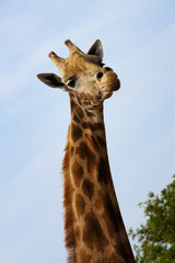 Portrait of a Rothschild Giraffe