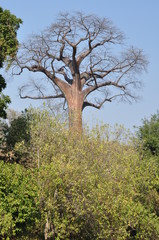 Fototapeta na wymiar The African landscape. Baobab. Zimbabwe
