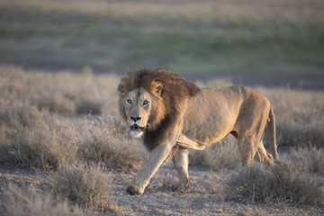 Naklejka na ściany i meble Wild free roaming African male lion portrait