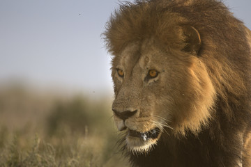 Wild free roaming African male lion portrait
