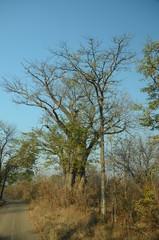 The African landscape. Baobab. Zimbabwe