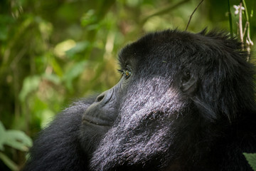 Portrait of mountain gorilla