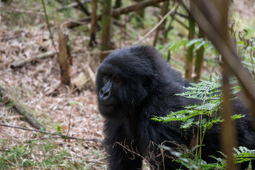 Portrait of mountain gorilla