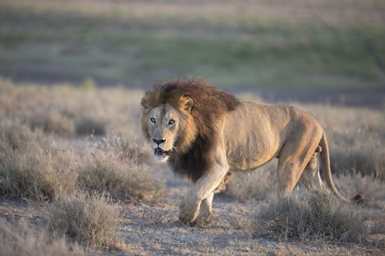Wild free roaming African male lion portrait