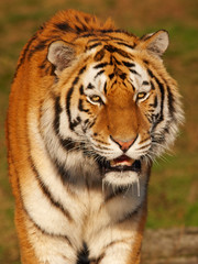 Portrait of a slobbering Siberian Tiger