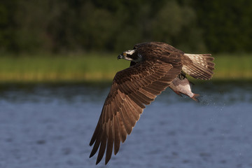 Fototapeta premium Osprey (Pandion haliaetus)