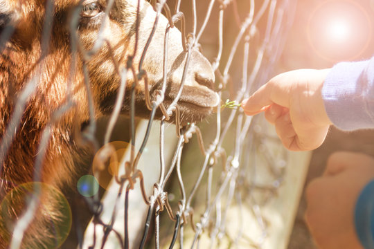 Soft focus, Hand of a child picks a leaf to an animal in a cage at a zoo blurred image background.