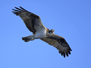Obraz premium Osprey (Pandion haliaetus)