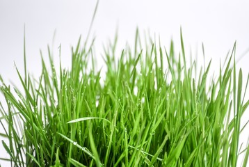 Easter wheat grass after the rain