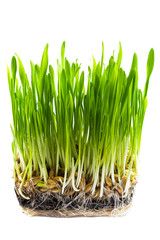 young wheat germ on white background is isolated close-up