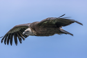 Closeup Griffon Vulture in flight