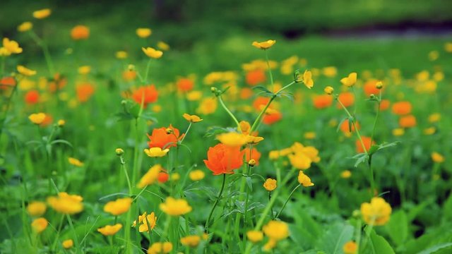 Bright yellow and orange flowers sway in the mountains of Khakassia against a background of green, lush foliage. Travel video. Protection of rare plants listed in the Red Book.