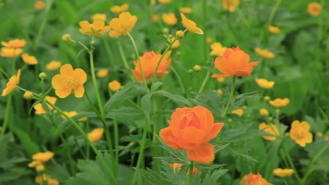 Bright yellow and orange flowers sway in the mountains of Khakassia against a background of green, lush foliage. Travel video. Protection of rare plants listed in the Red Book.