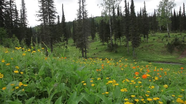 Bright yellow and orange flowers sway in the mountains of Khakassia against a background of green, lush foliage. Travel photo. Protection of rare plants listed in the Red Book.