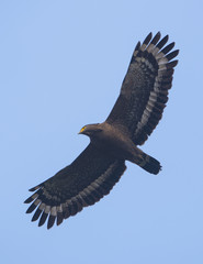 an eagle in flight (crested serpent eagle)