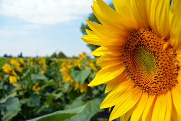 Obraz premium sunflowers in the field in summer, big flower on foreground