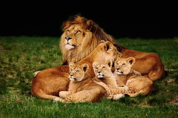 Fototapeten Löwenfamilie im Gras liegend © Nick