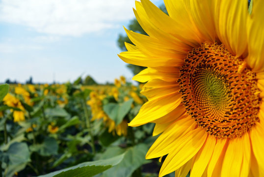 sunflowers in the field in summer, big flower on foreground