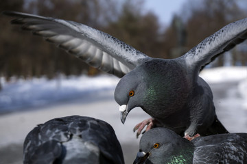 pigeons during feeding in winter in a city park, closeup..