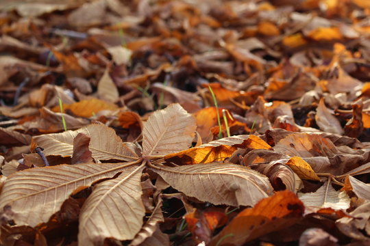 The Issue of November