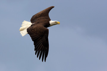American Bald Eagle in flight